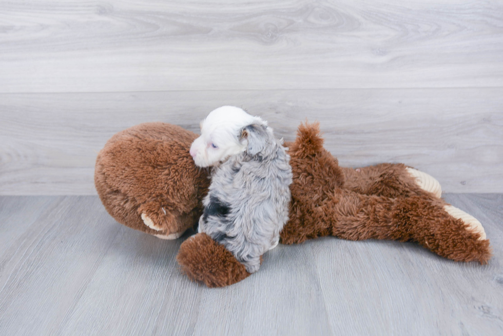 Mini Aussiedoodle Puppy for Adoption