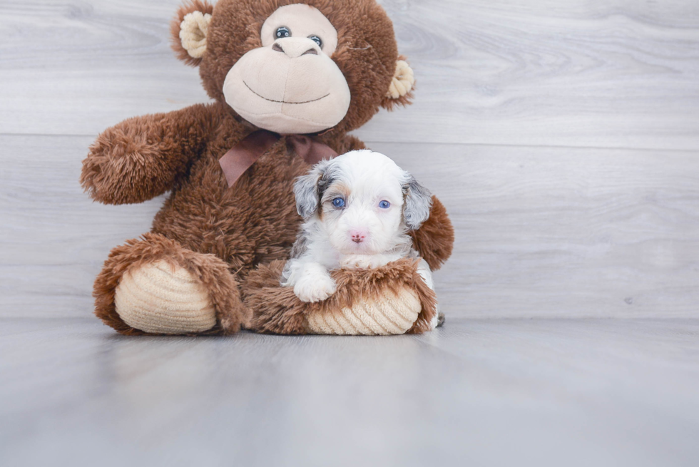 Happy Mini Aussiedoodle Baby