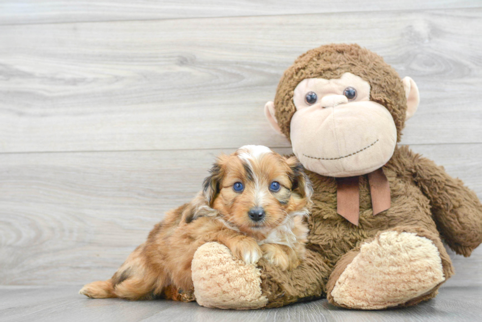 Hypoallergenic Aussiepoo Poodle Mix Puppy