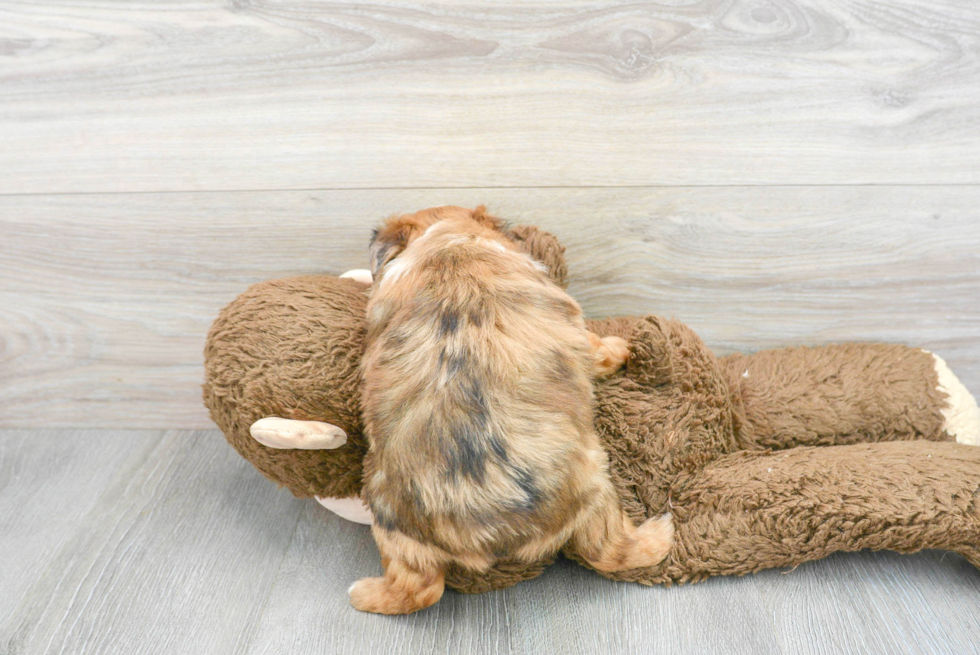 Mini Aussiedoodle Pup Being Cute