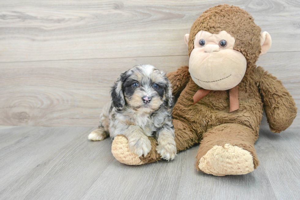 Smart Mini Aussiedoodle Poodle Mix Pup