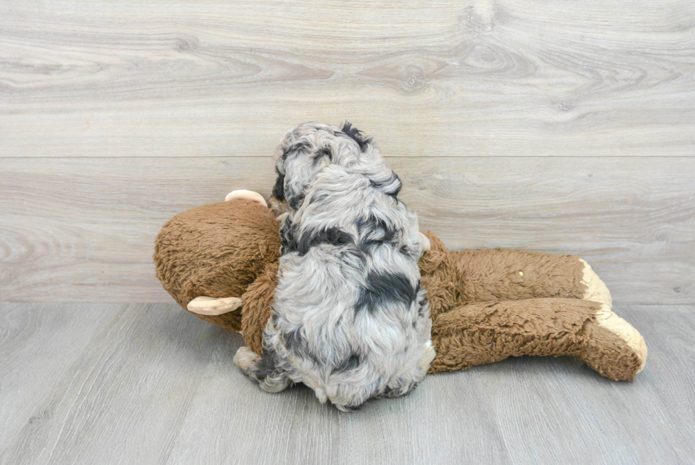 Popular Mini Aussiedoodle Poodle Mix Pup