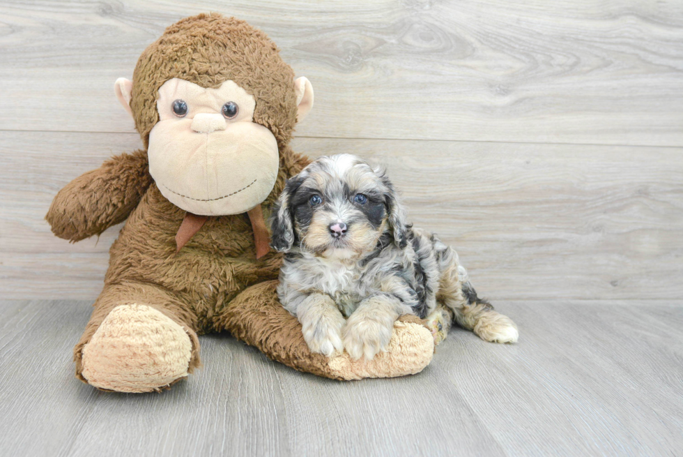 Mini Aussiedoodle Pup Being Cute