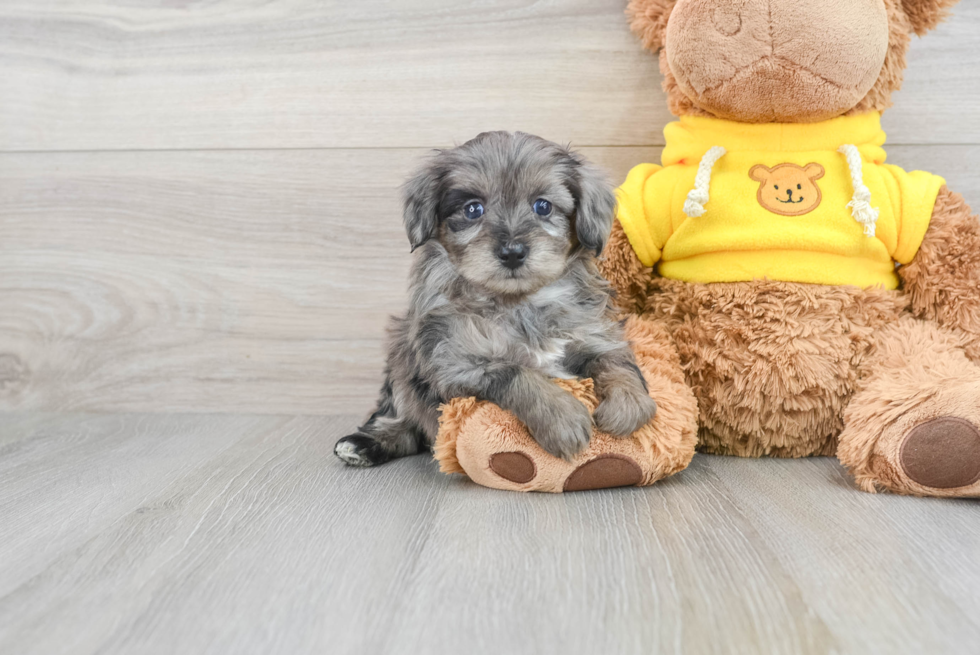 Friendly Mini Aussiedoodle Baby