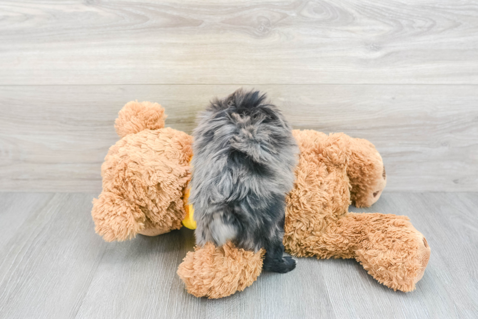 Mini Aussiedoodle Pup Being Cute