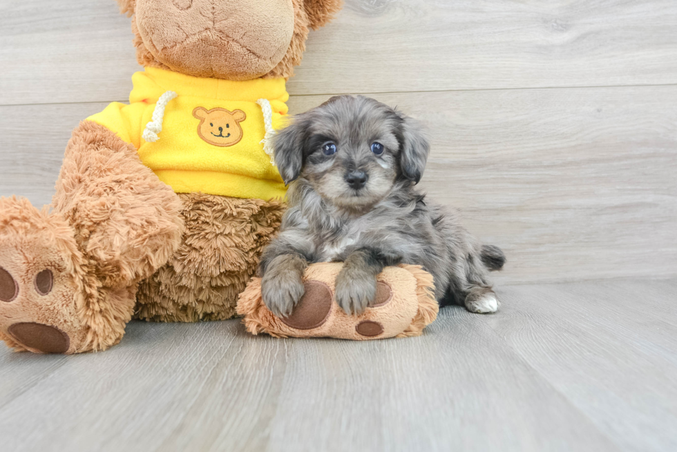 Mini Aussiedoodle Pup Being Cute