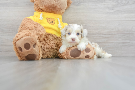 Hypoallergenic Aussiepoo Poodle Mix Puppy