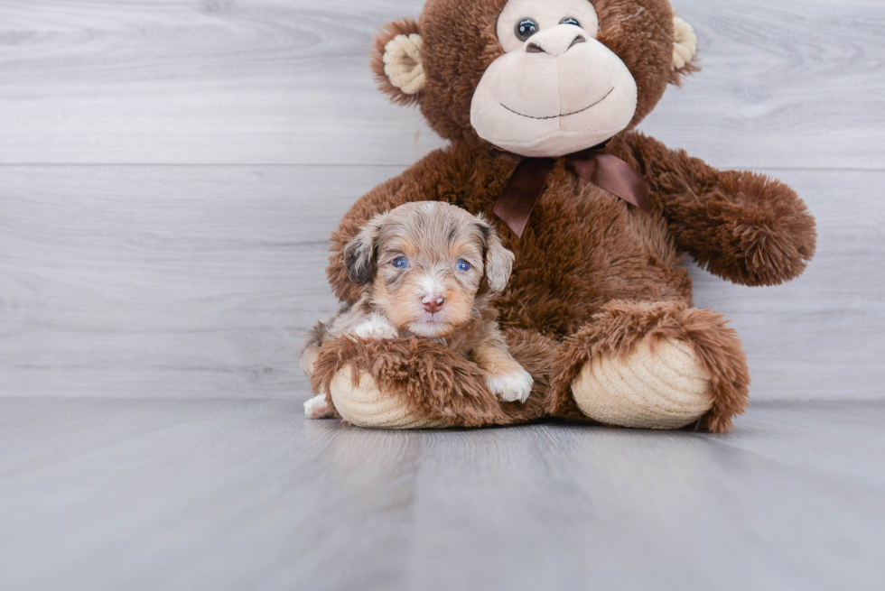 Popular Mini Aussiedoodle Poodle Mix Pup