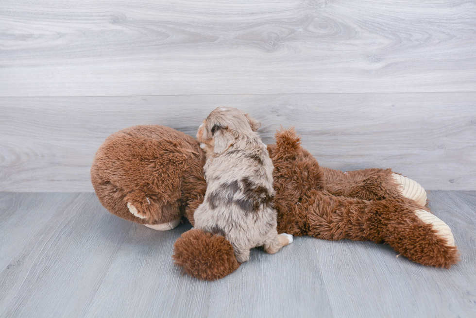 Mini Aussiedoodle Pup Being Cute