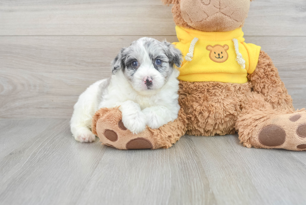 Mini Aussiedoodle Pup Being Cute