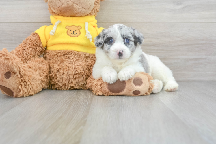 Petite Mini Aussiedoodle Poodle Mix Pup