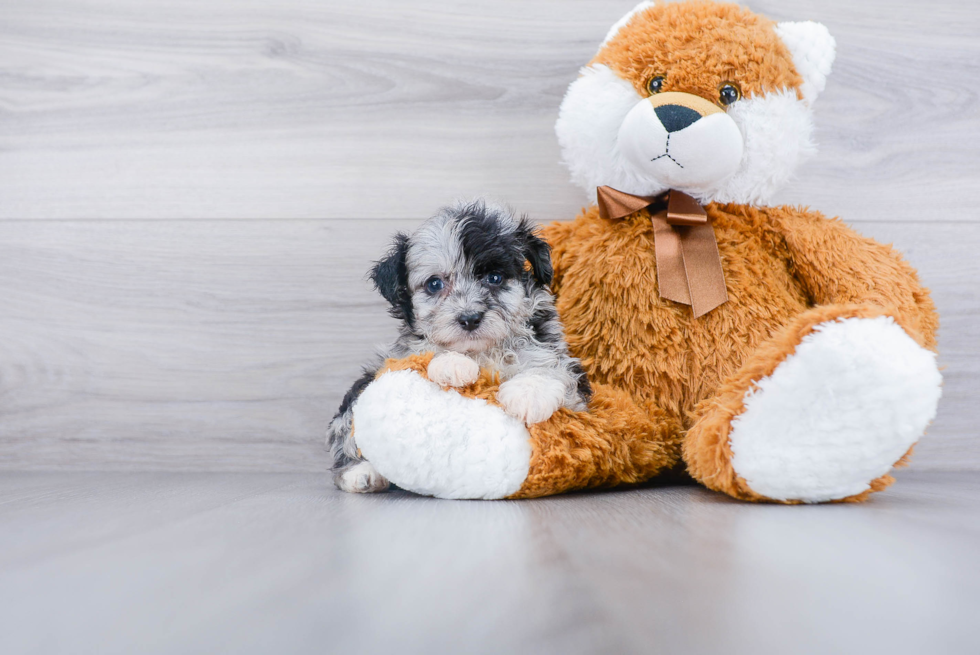 Little Aussiepoo Poodle Mix Puppy