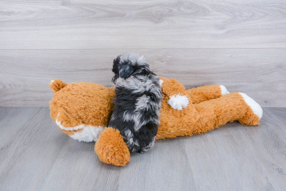 Mini Aussiedoodle Puppy for Adoption