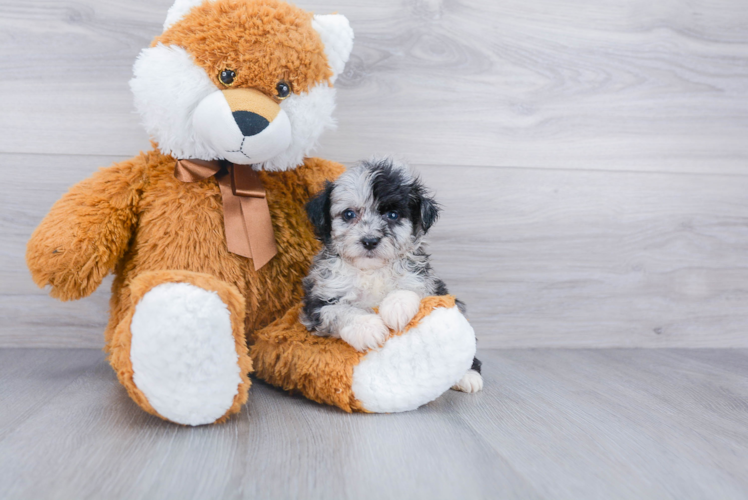 Cute Mini Aussiedoodle Baby