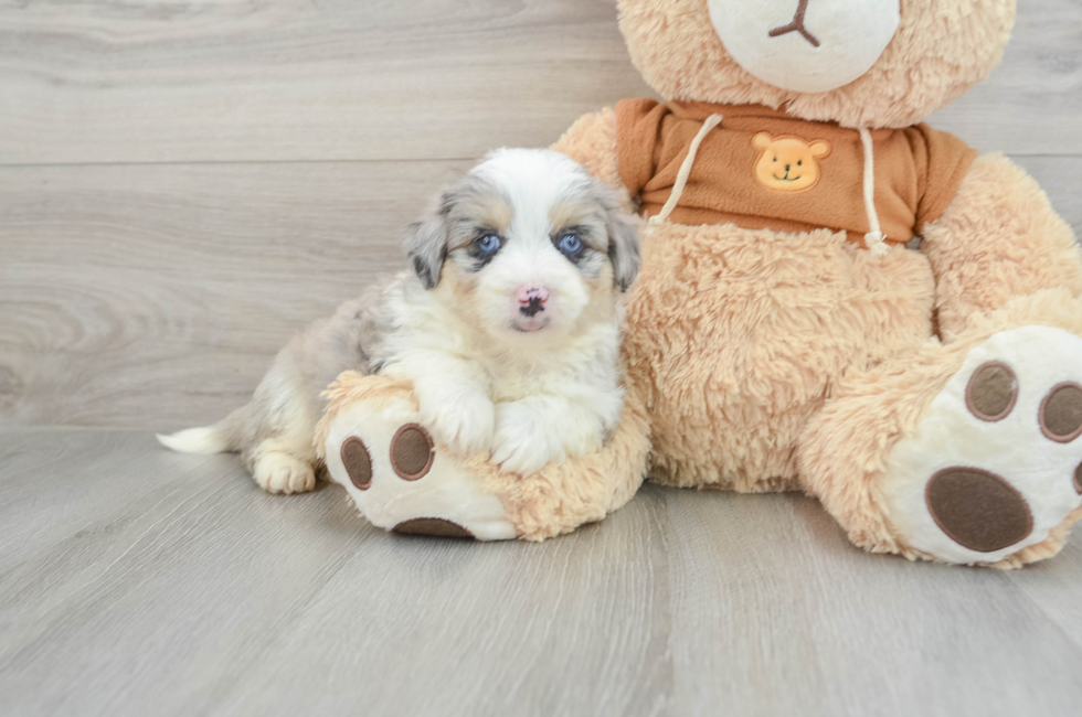 6 week old Mini Aussiedoodle Puppy For Sale - Premier Pups