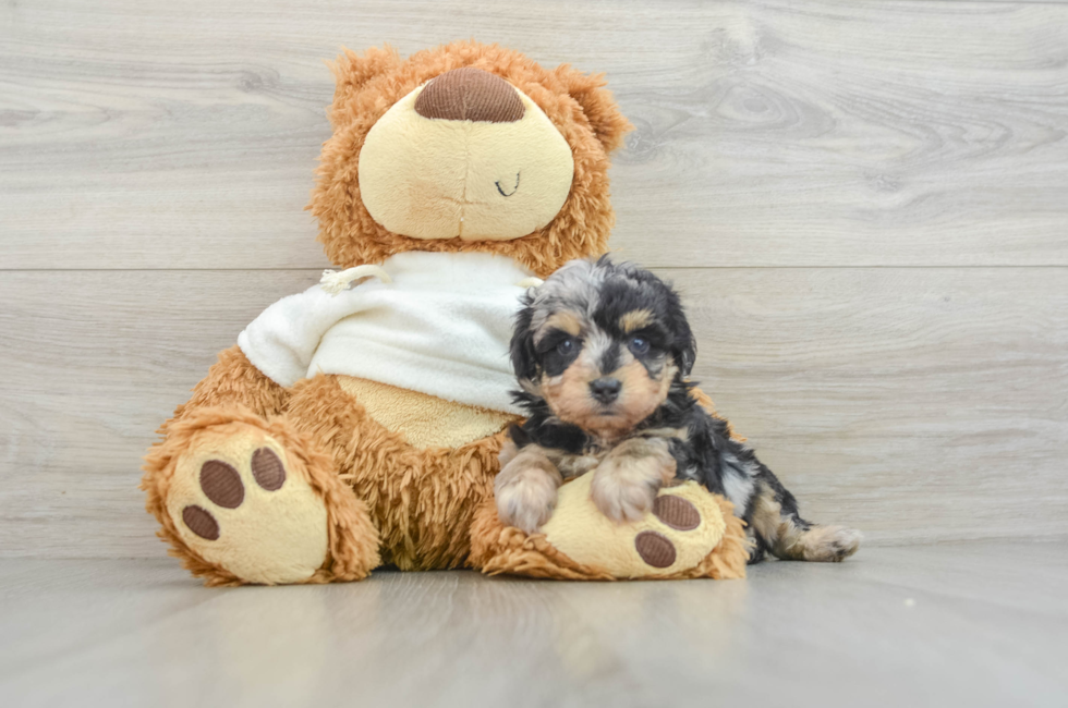 6 week old Mini Aussiedoodle Puppy For Sale - Premier Pups