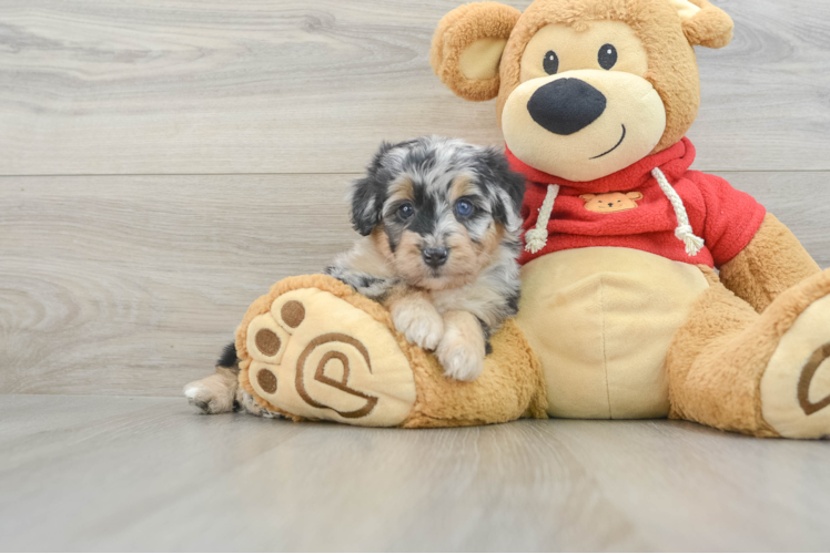 Smart Mini Aussiedoodle Poodle Mix Pup