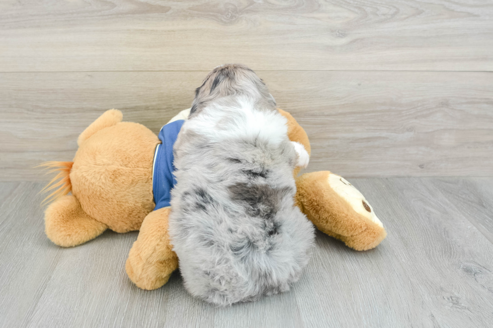 Happy Mini Aussiedoodle Baby