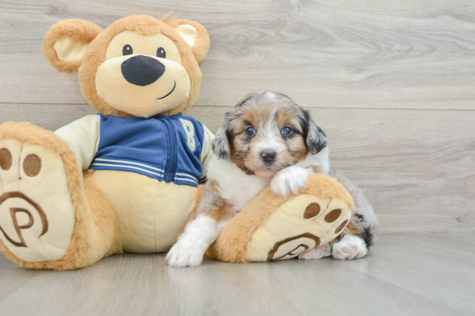 Energetic Aussie Poo Poodle Mix Puppy