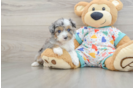 Mini Aussiedoodle Puppy for Adoption