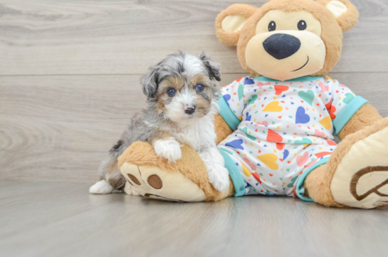 Mini Aussiedoodle Puppy for Adoption