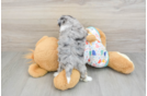 Little Mini Aussiepoo Poodle Mix Puppy