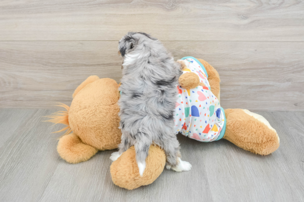 Little Mini Aussiepoo Poodle Mix Puppy