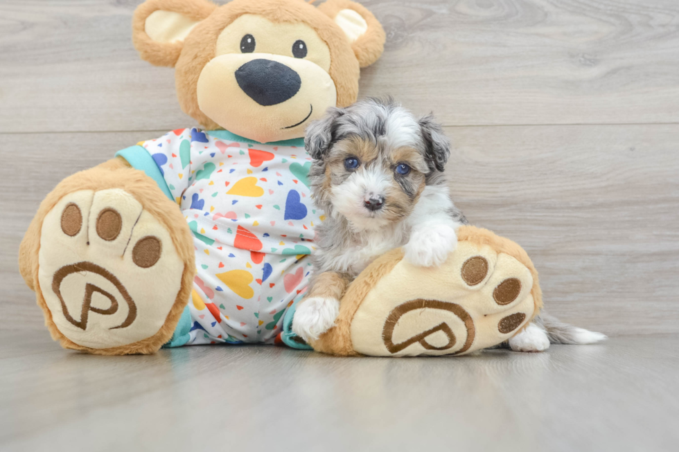 Funny Mini Aussiedoodle Poodle Mix Pup