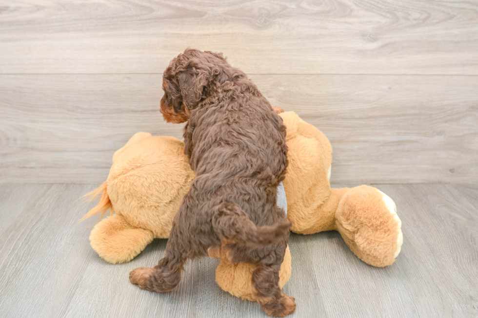 Mini Aussiedoodle Puppy for Adoption