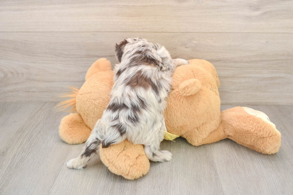 Mini Aussiedoodle Puppy for Adoption