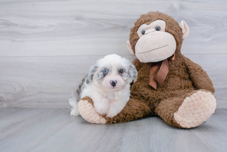 Best Mini Aussiedoodle Baby
