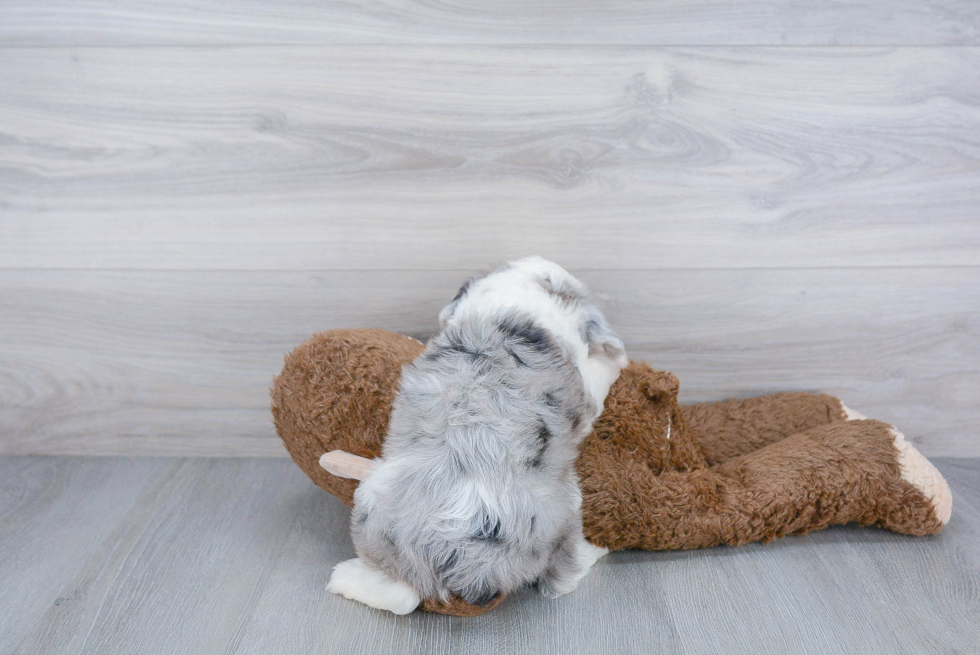 Hypoallergenic Aussiepoo Poodle Mix Puppy