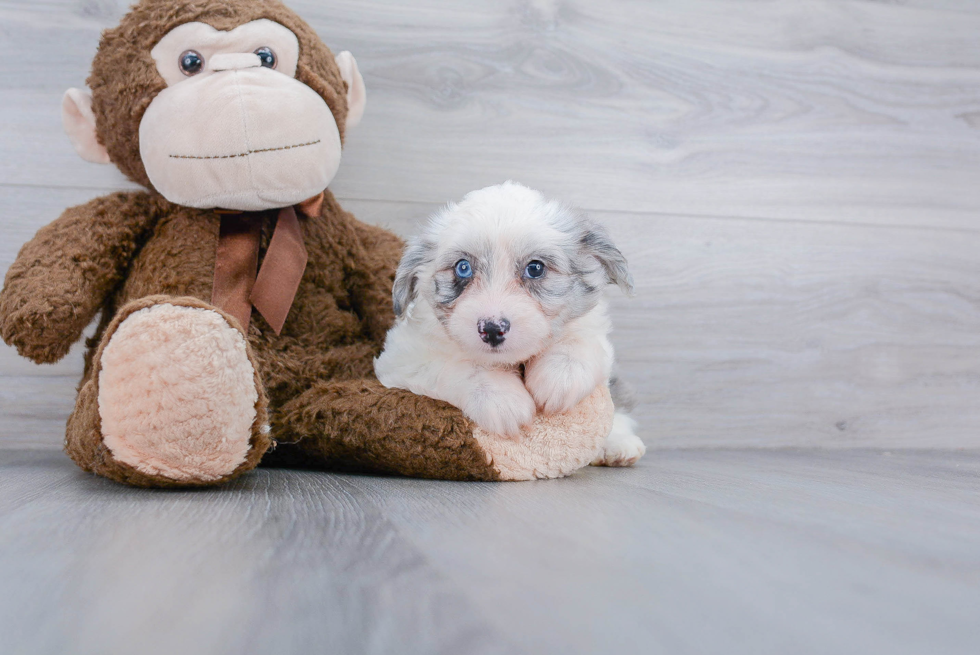 Friendly Mini Aussiedoodle Baby