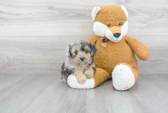 Best Mini Aussiedoodle Baby