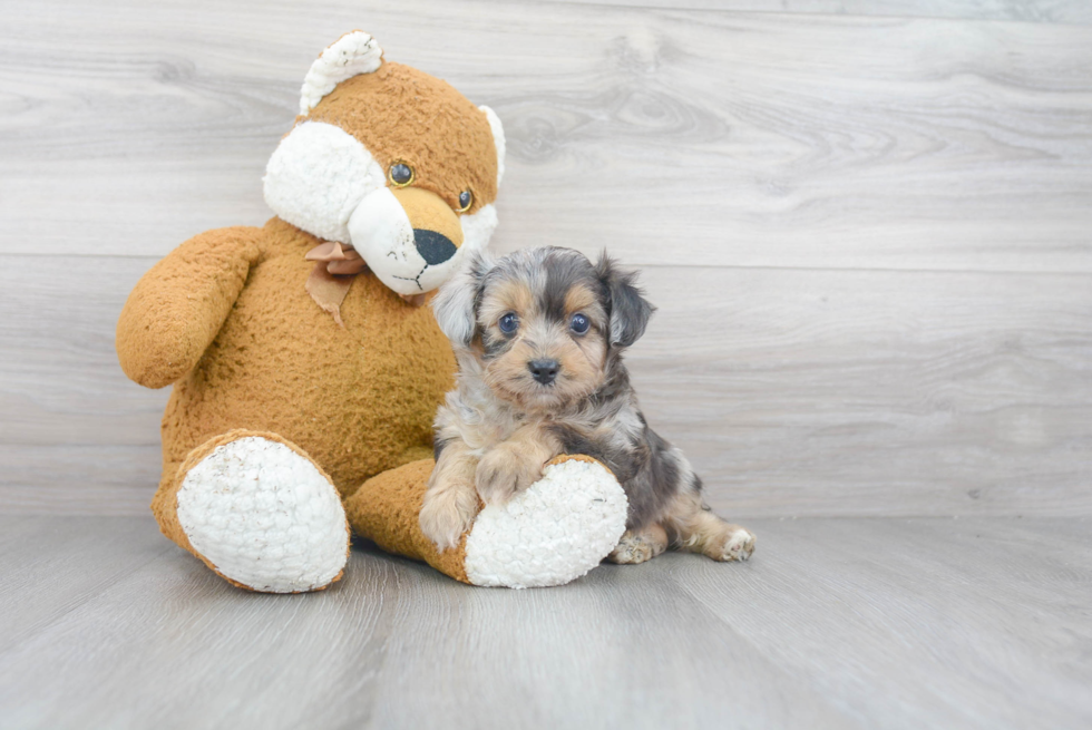 Best Mini Aussiedoodle Baby