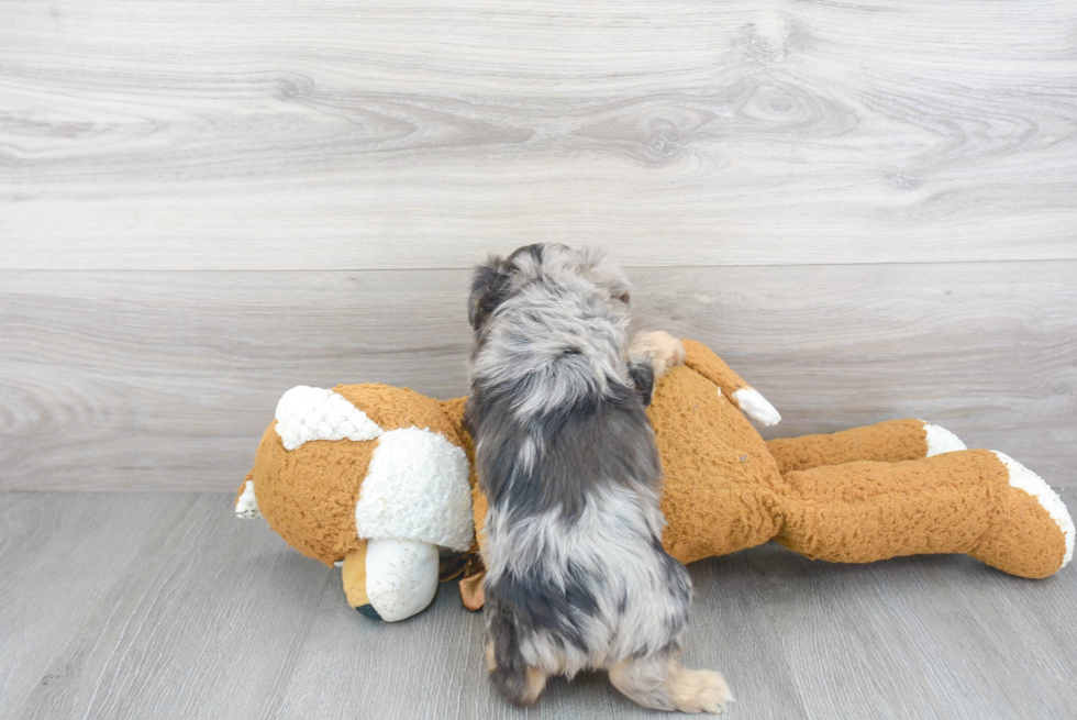 Petite Mini Aussiedoodle Poodle Mix Pup