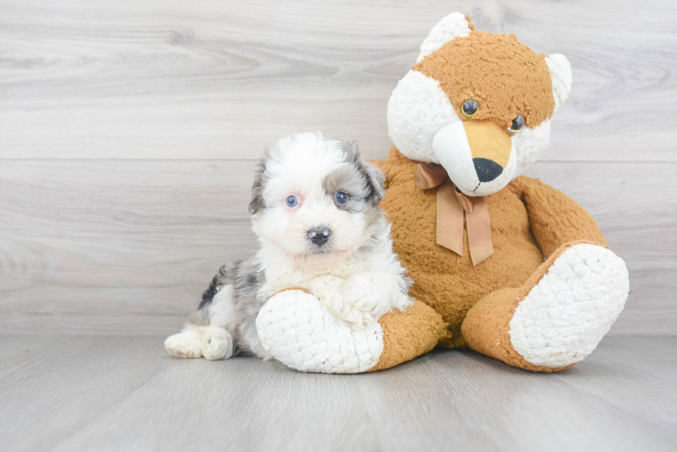 Best Mini Aussiedoodle Baby