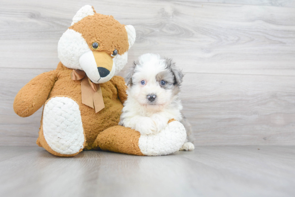 Best Mini Aussiedoodle Baby