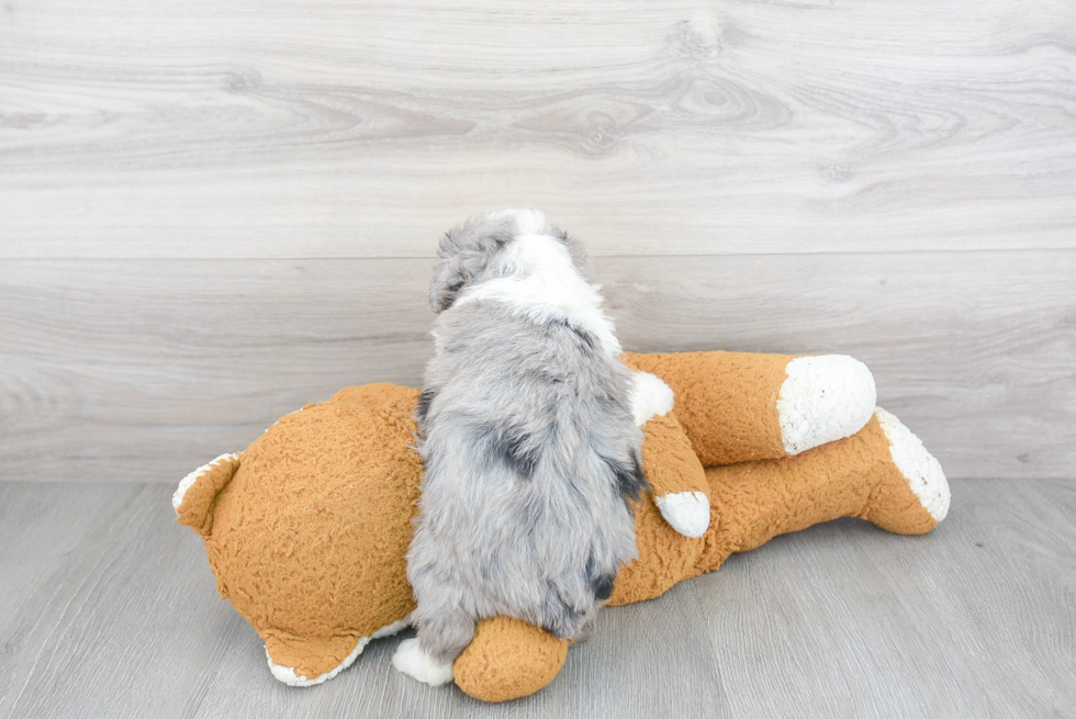 Best Mini Aussiedoodle Baby