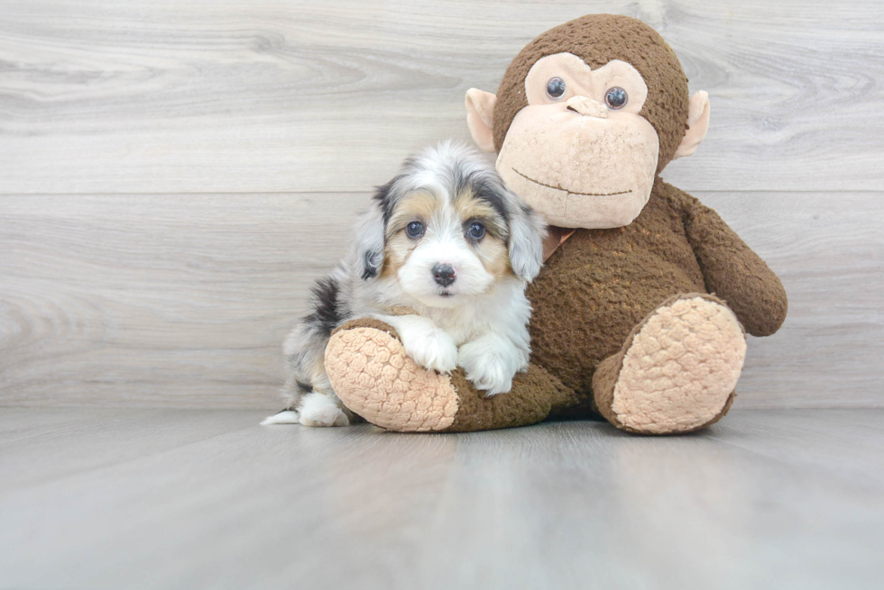 Popular Mini Aussiedoodle Poodle Mix Pup