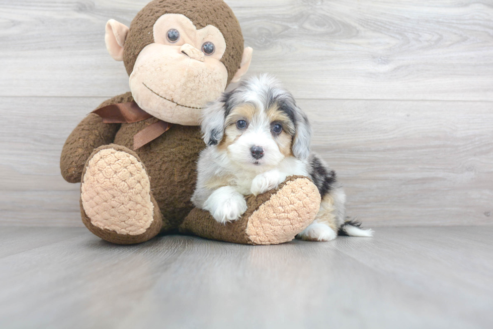 Petite Mini Aussiedoodle Poodle Mix Pup