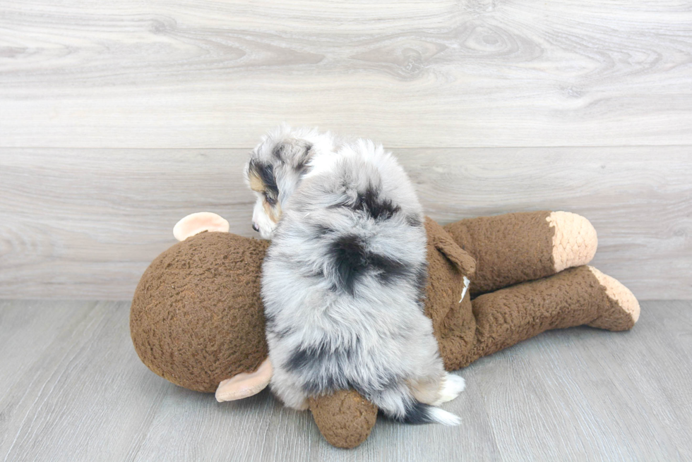 Hypoallergenic Aussiepoo Poodle Mix Puppy