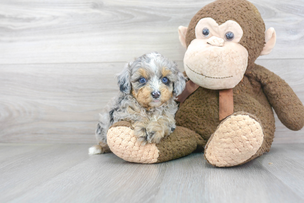 Adorable Aussiepoo Poodle Mix Puppy