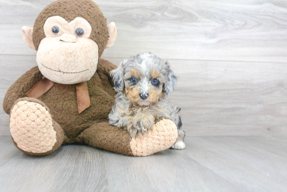 Sweet Mini Aussiedoodle Baby