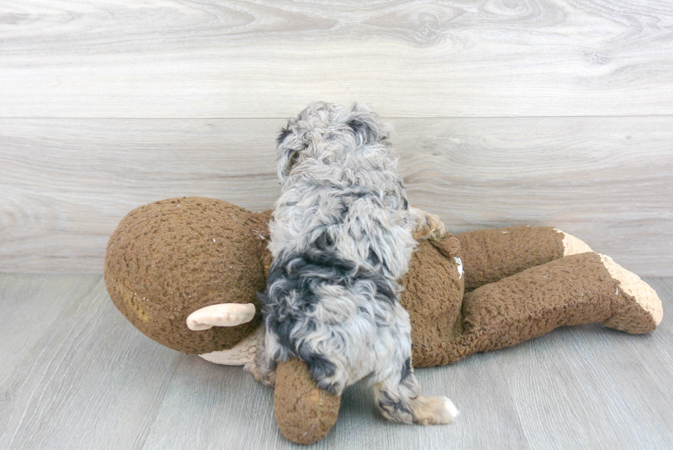 Mini Aussiedoodle Puppy for Adoption