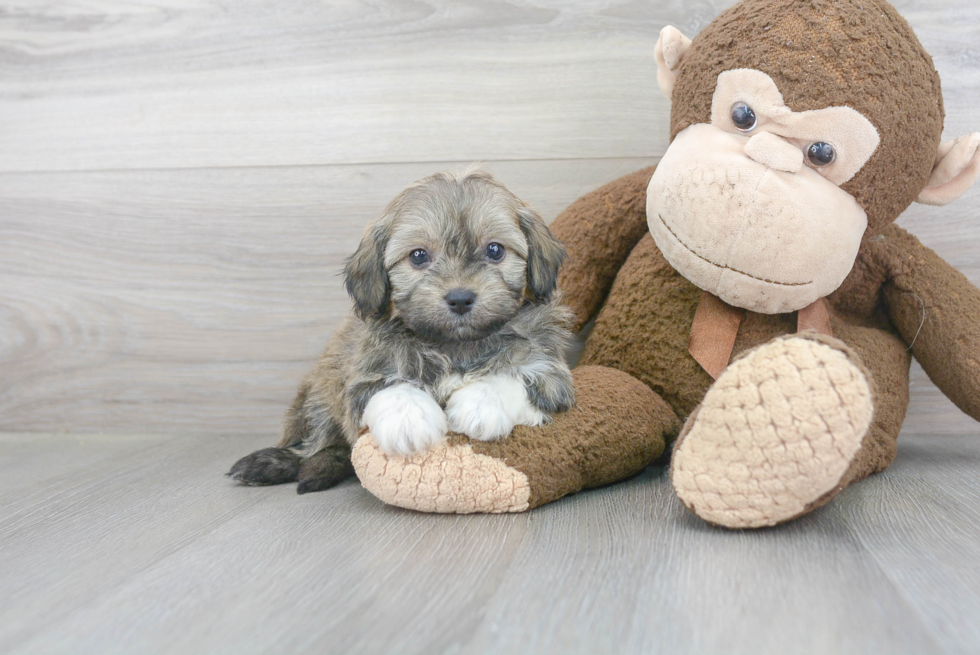 Best Mini Aussiedoodle Baby