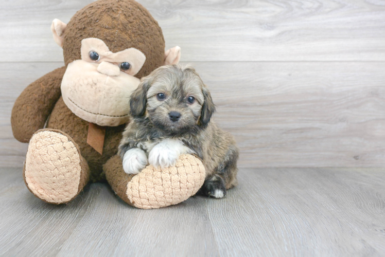 Mini Aussiedoodle Puppy for Adoption