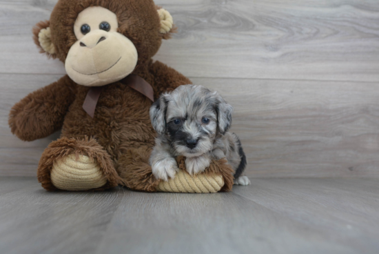 Mini Aussiedoodle Pup Being Cute