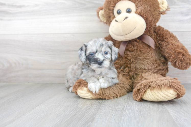 Mini Aussiedoodle Pup Being Cute