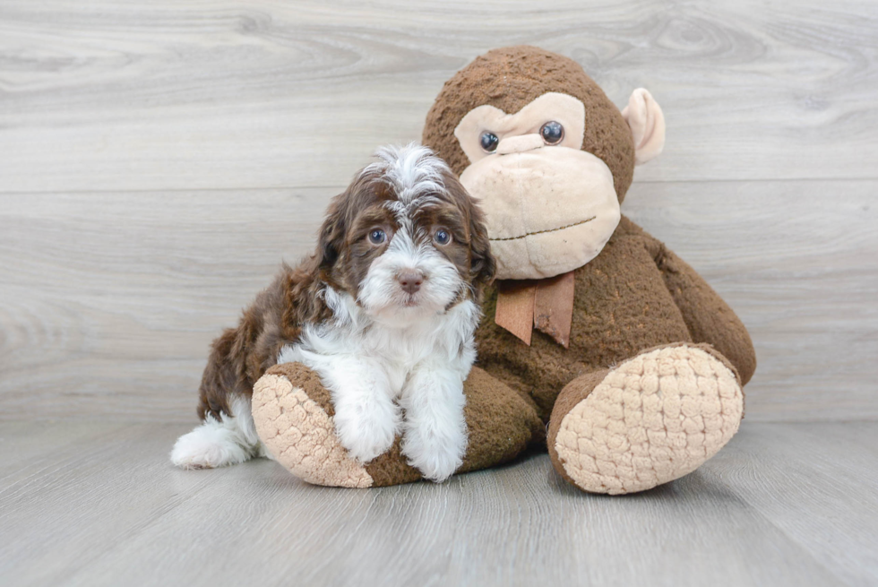 Best Mini Aussiedoodle Baby